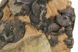 Detailed Jurassic Ammonites in Rock - Morocco #295342-1